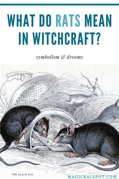Intention witchcraft rat